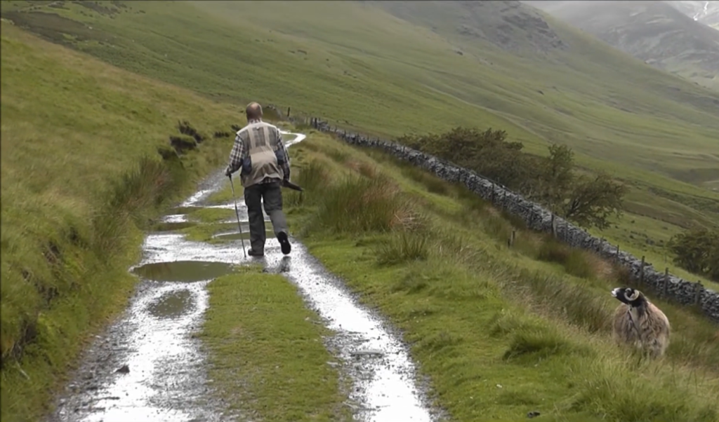 Man hiking on wet path in green hills with a sheep watching